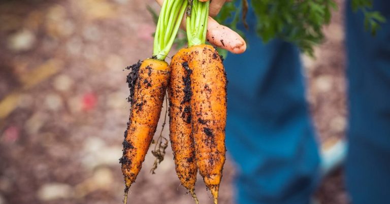 carrots fresh from a garden